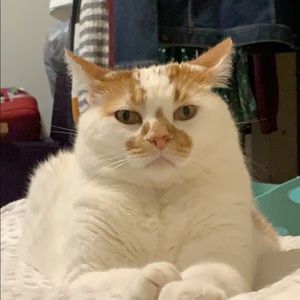 Meet your Posher, Aida